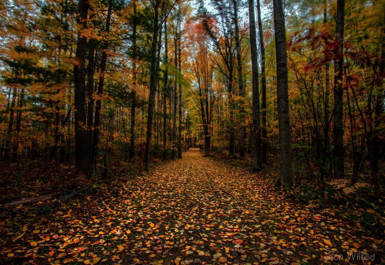 Walking Paths in Houghton Lake